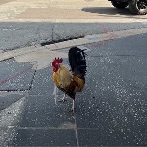 Meet your Posher, Allyssa